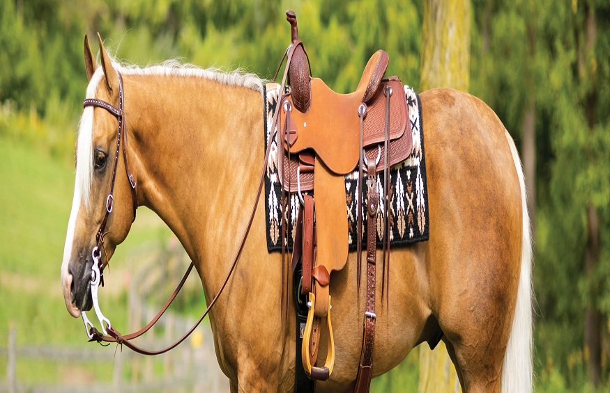 A Detailed Information About Horse Saddles for Novices