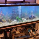 Why Aquarium Cleansing Providers Are Important for a Wholesome Aquatic Surroundings – Kove Music