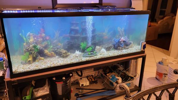 Why Aquarium Cleansing Providers Are Important for a Wholesome Aquatic Surroundings – Kove Music