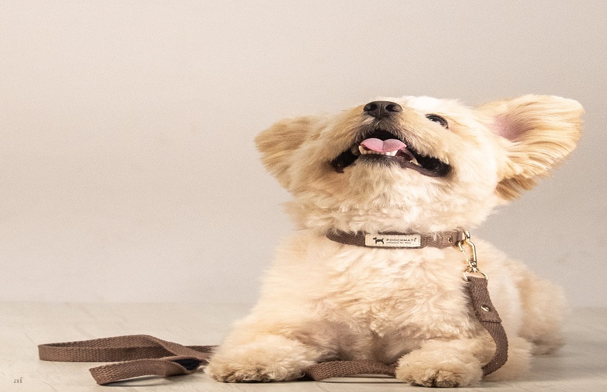 Exploring The Advantages Of Utilizing A Canine Leash And Collar