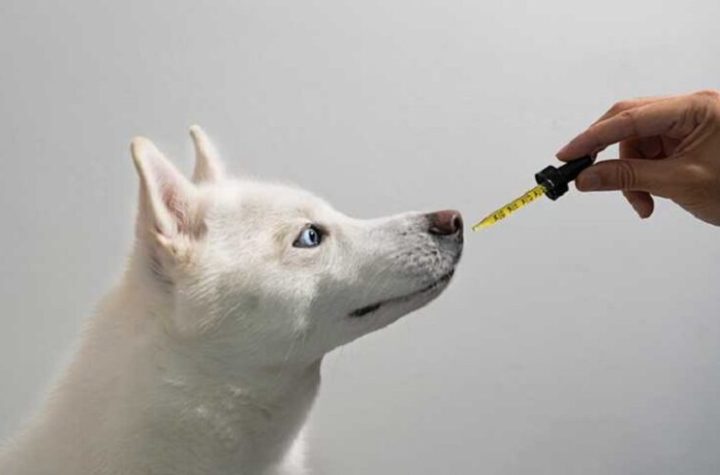 Exploring The Advantages Of Selecting CBD Oil For Pets