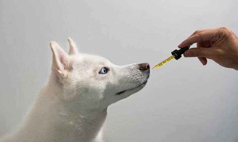 Exploring The Advantages Of Selecting CBD Oil For Pets
